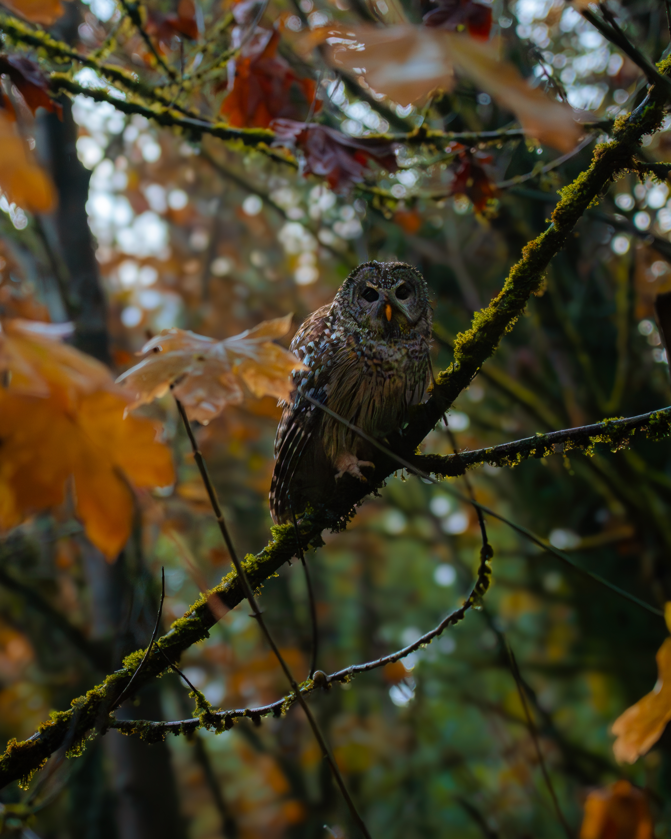 An owl in the woods